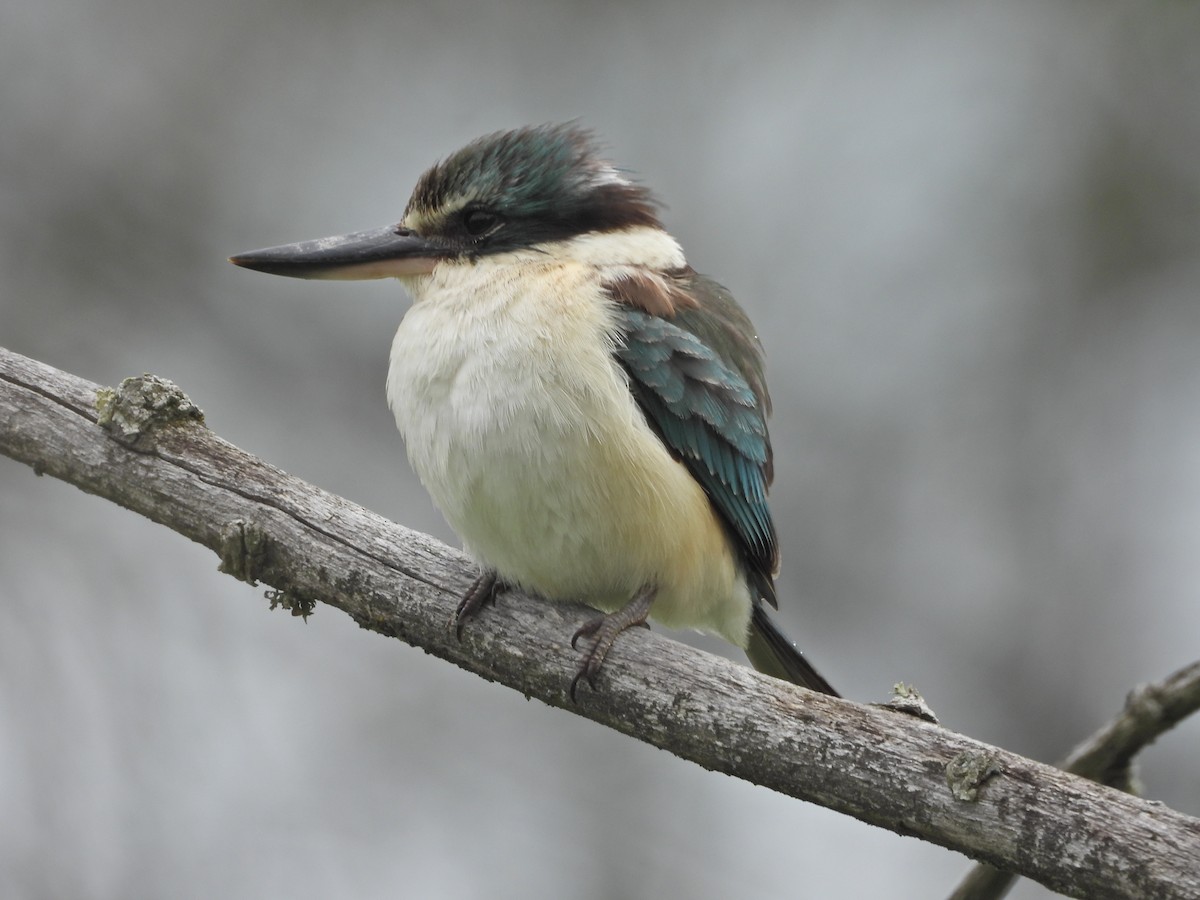 Sacred Kingfisher (Australasian) - ML644673517