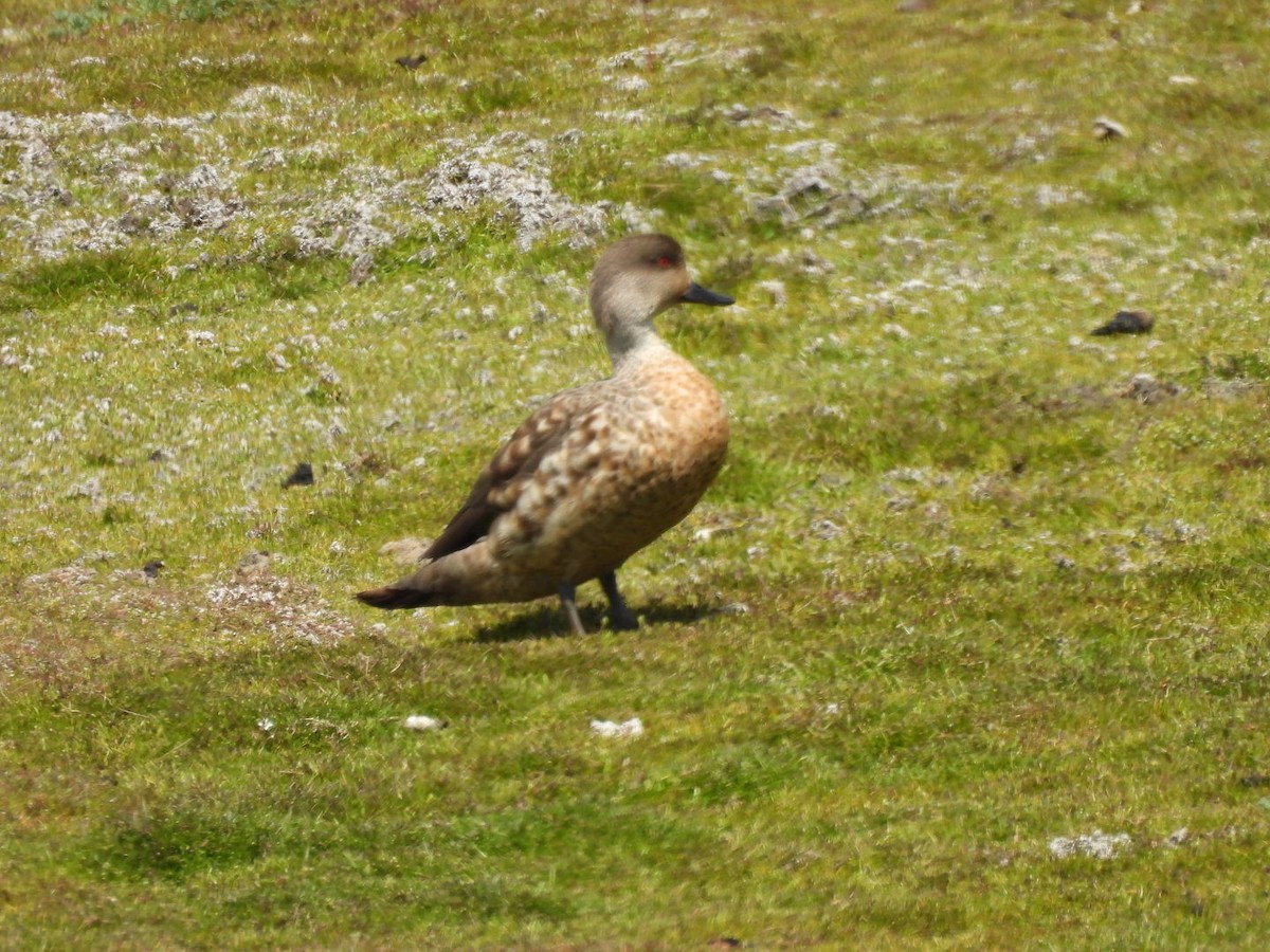 Crested Duck - ML644673523