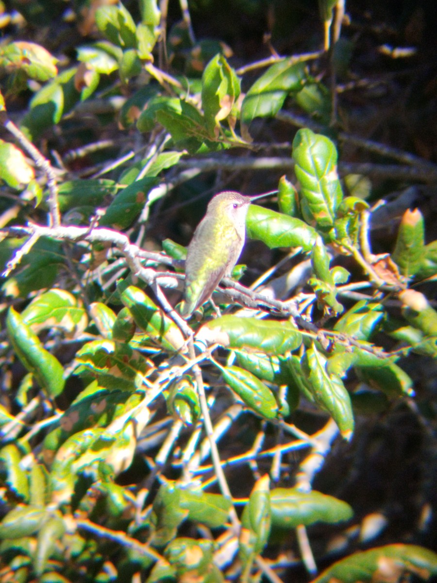 Anna's Hummingbird - ML644673525