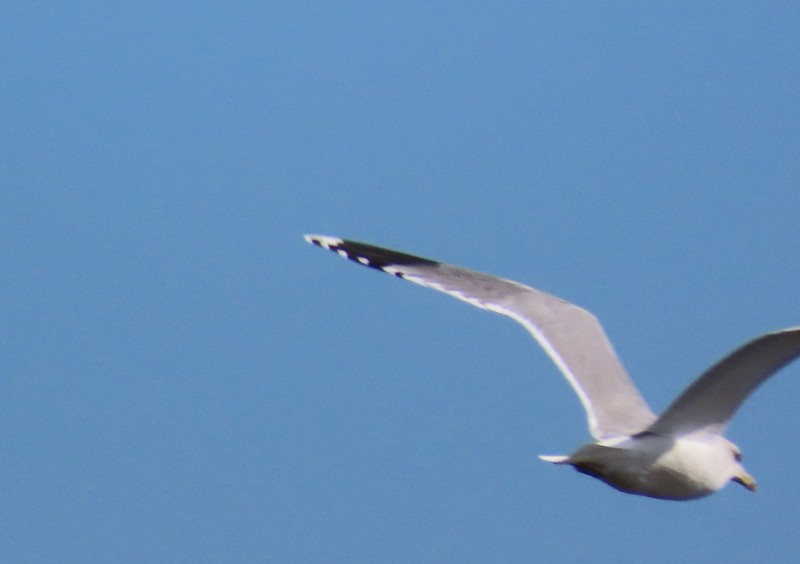 tanımsız Larinae sp. - ML644673527