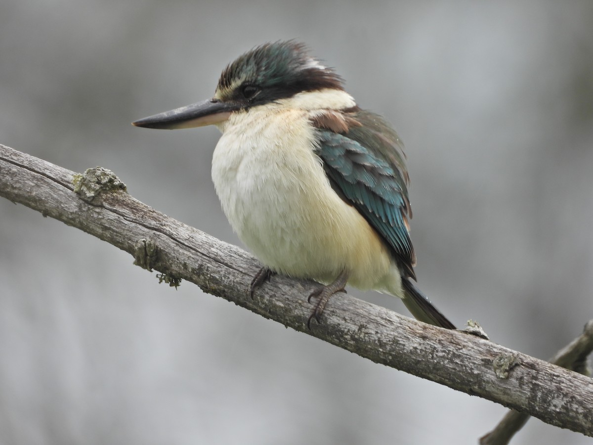 Sacred Kingfisher (Australasian) - ML644673530