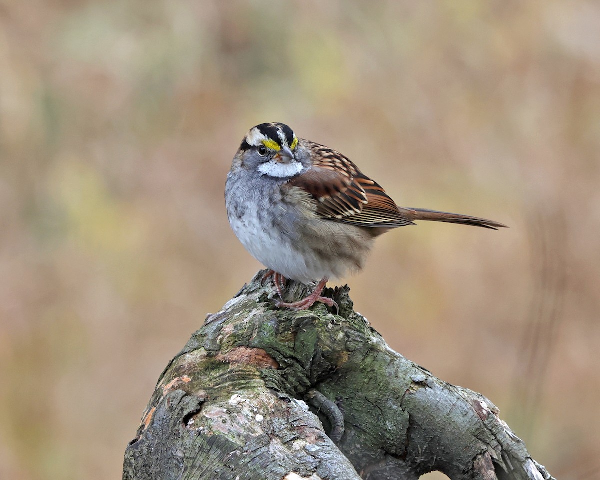 ノドジロシトド - ML644673534