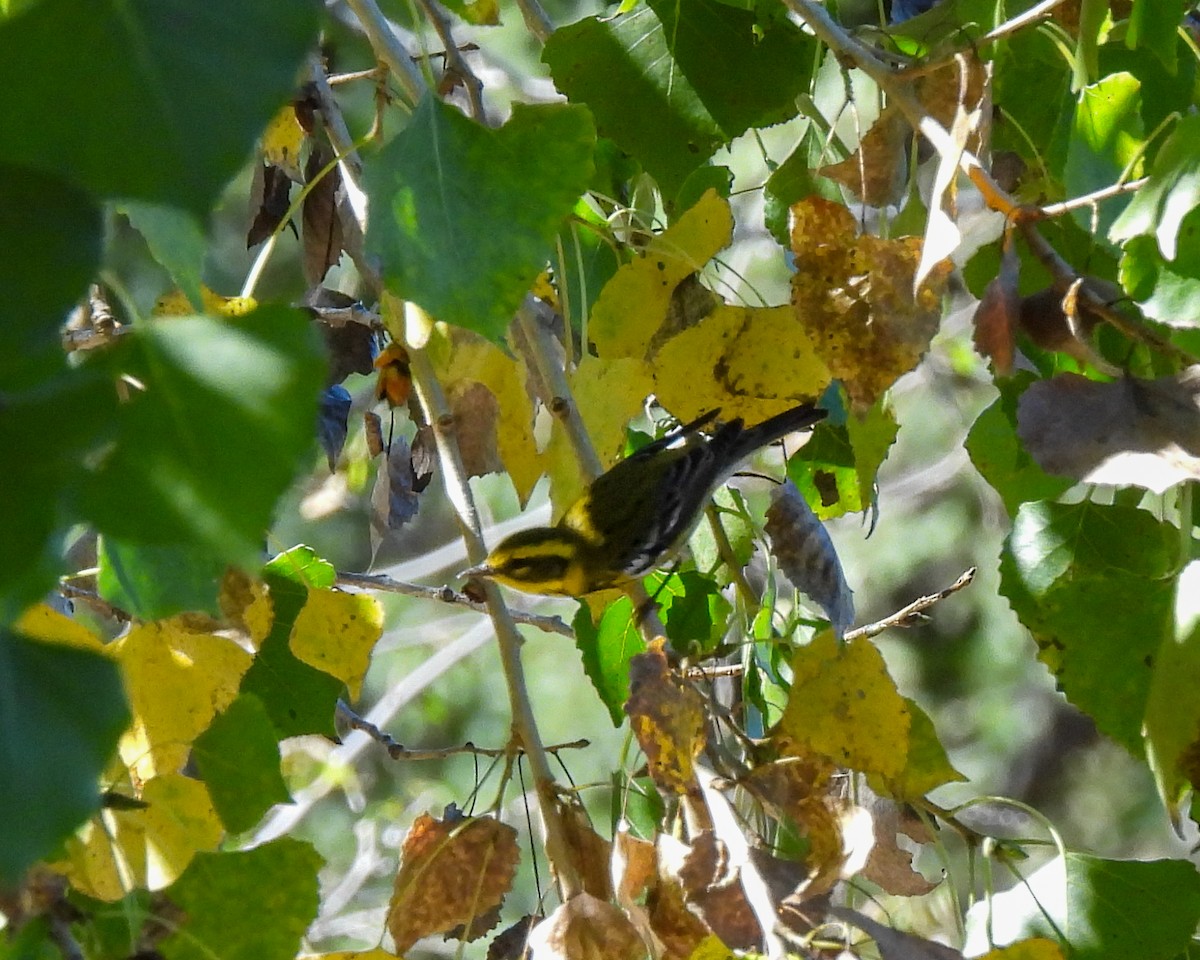 Townsend's Warbler - ML644673535