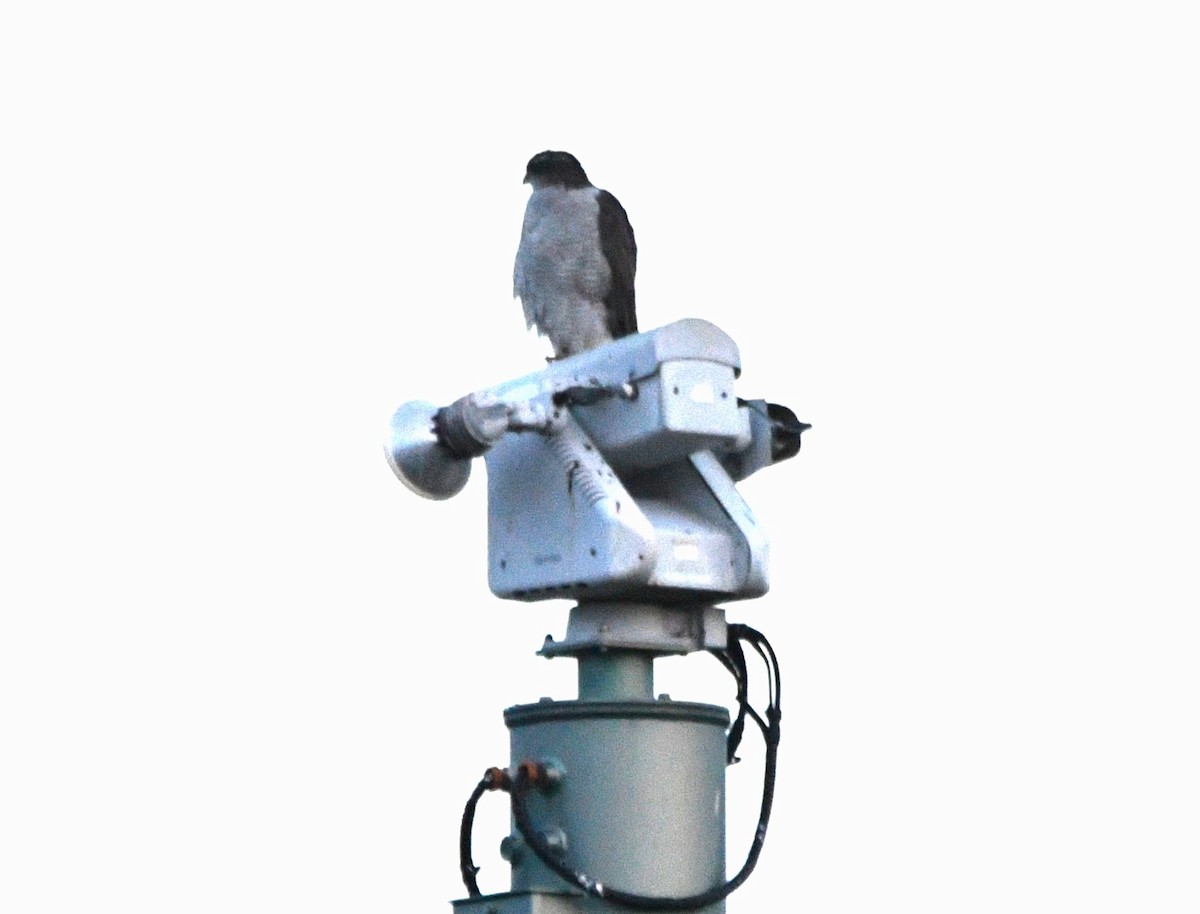 Яструб великий - ML644673536