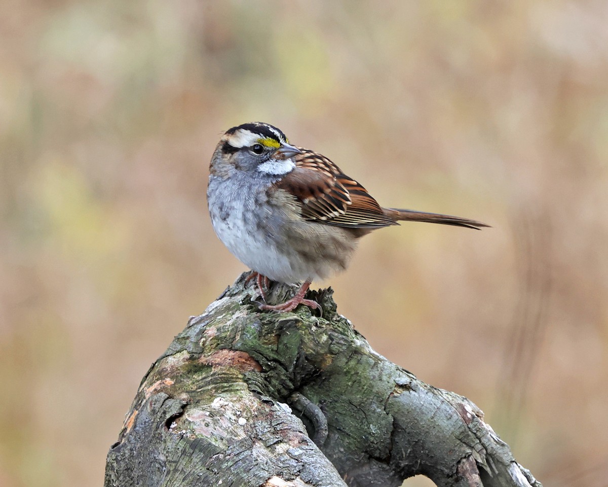 ノドジロシトド - ML644673537