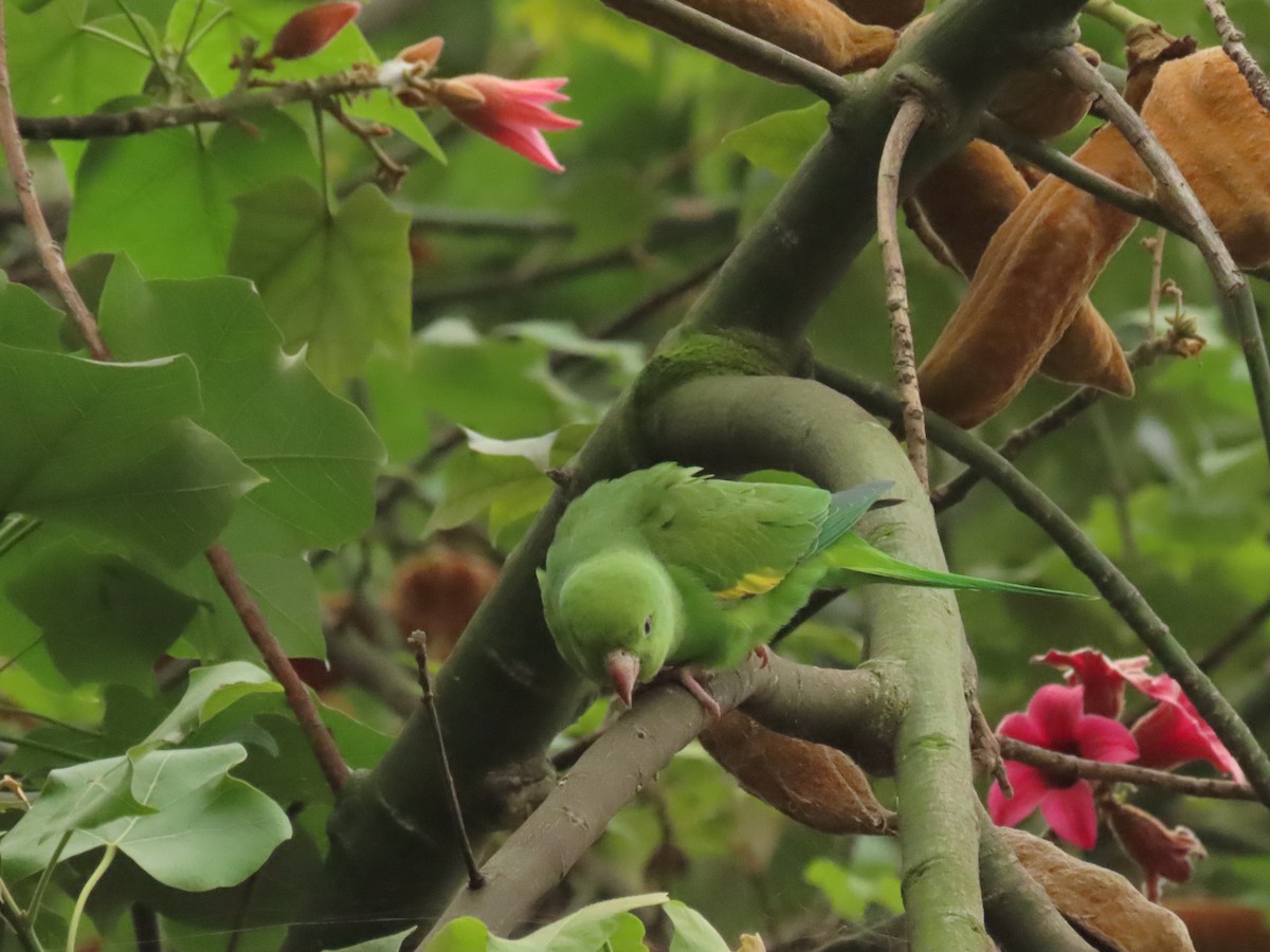 Yellow-chevroned Parakeet - ML644673540