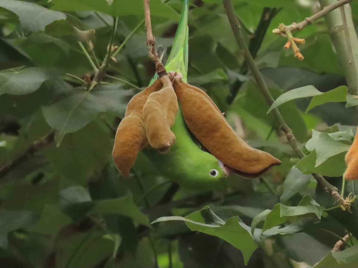 Yellow-chevroned Parakeet - ML644673541