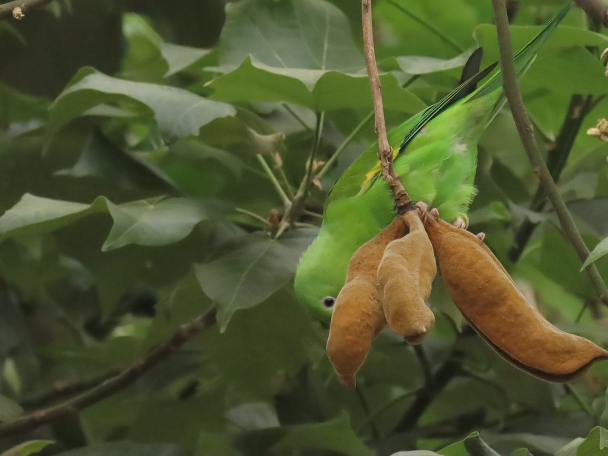 Yellow-chevroned Parakeet - ML644673542