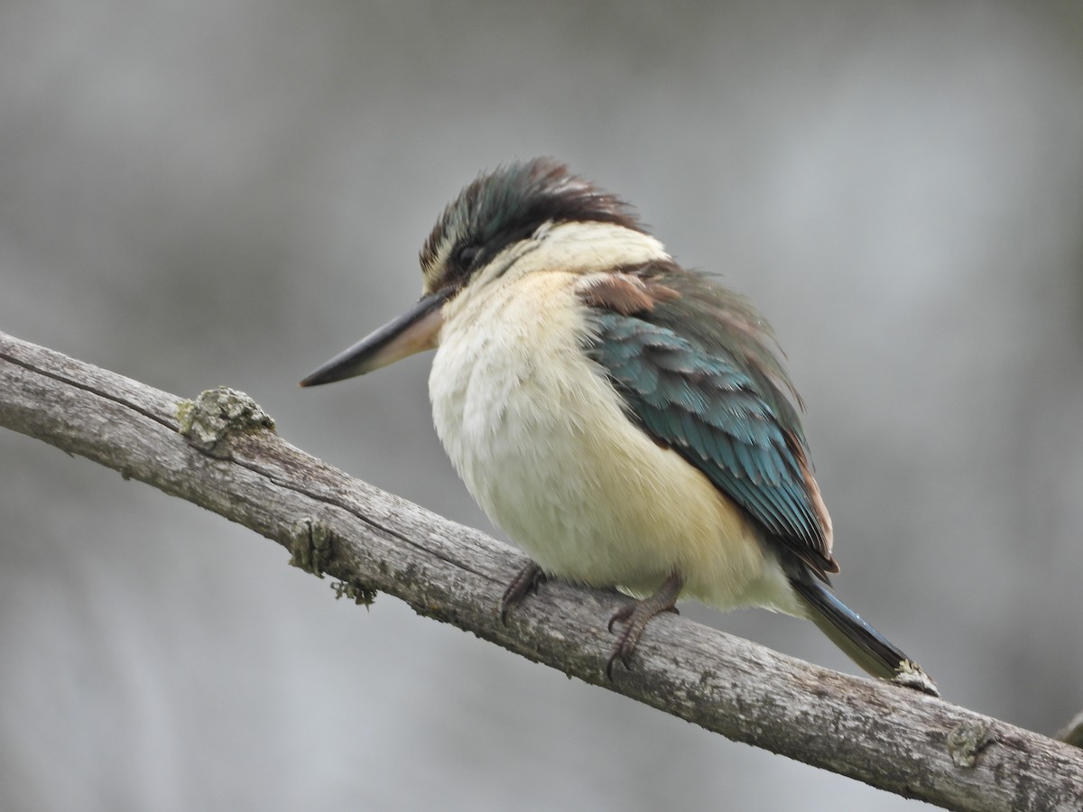Sacred Kingfisher (Australasian) - ML644673543