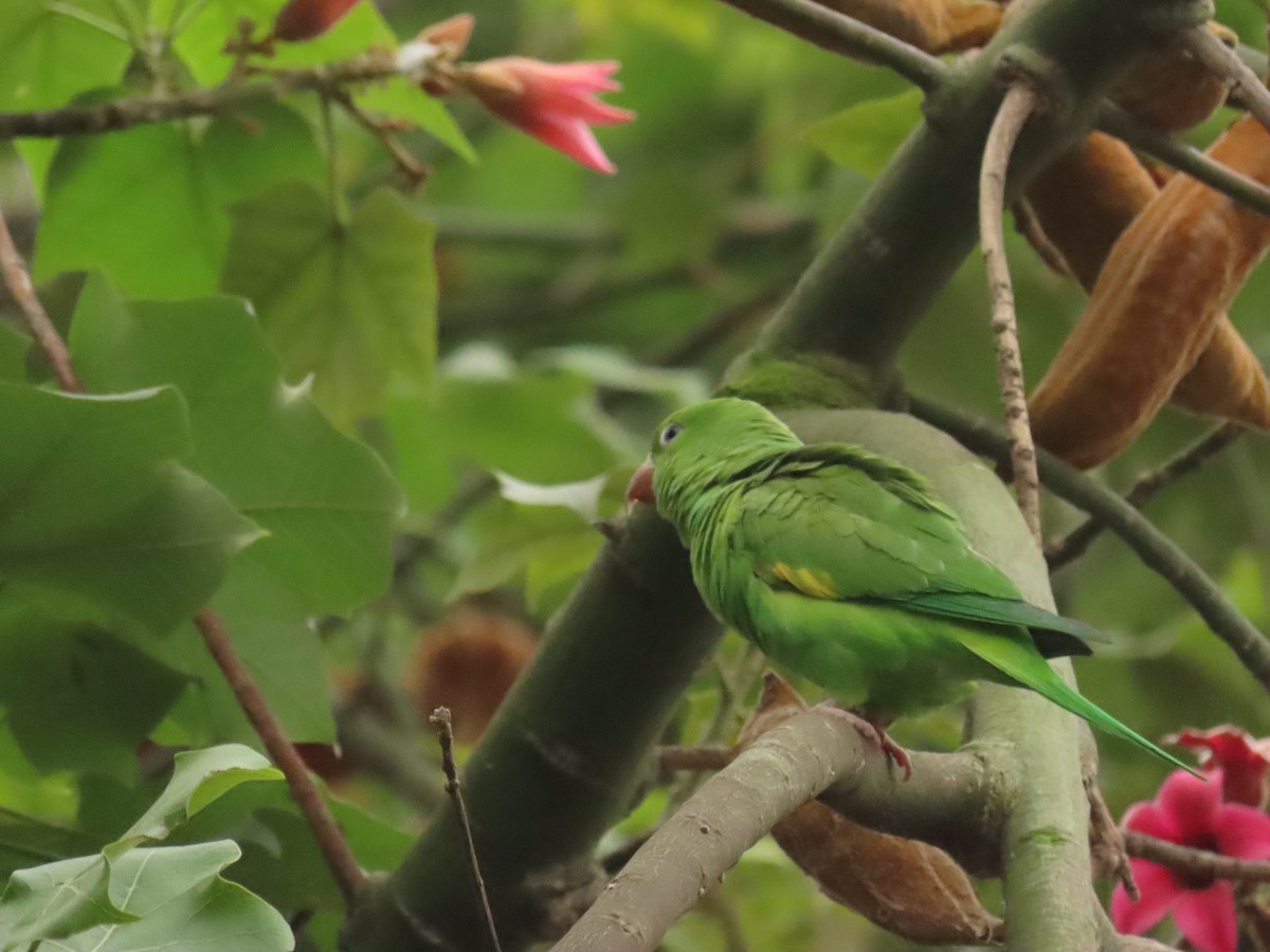 Yellow-chevroned Parakeet - ML644673544