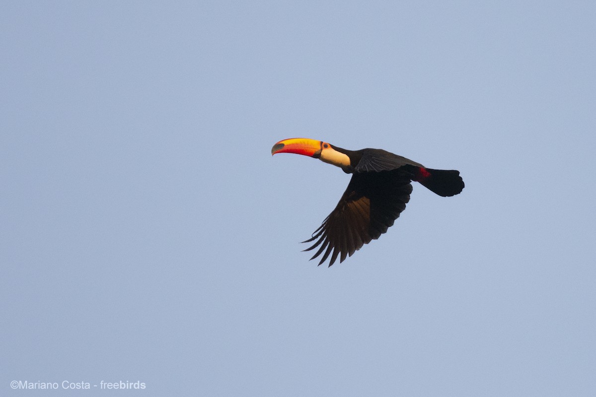 tocotukan - ML644673552