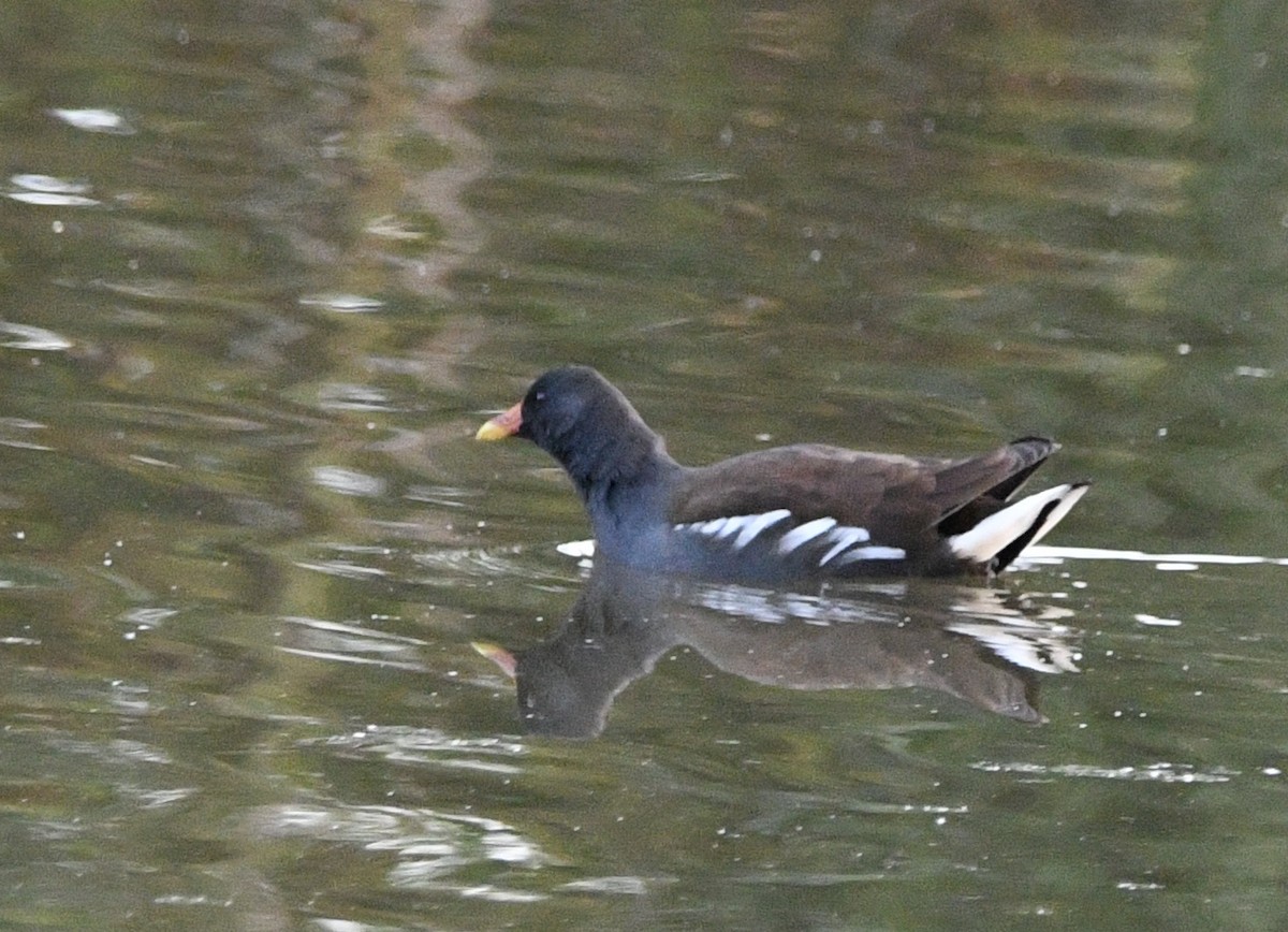 Eurasian Moorhen - ML644673560
