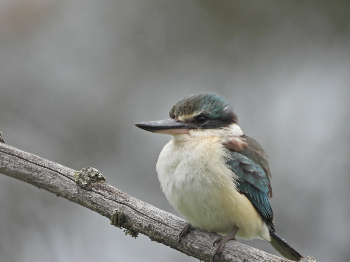 Sacred Kingfisher (Australasian) - ML644673561