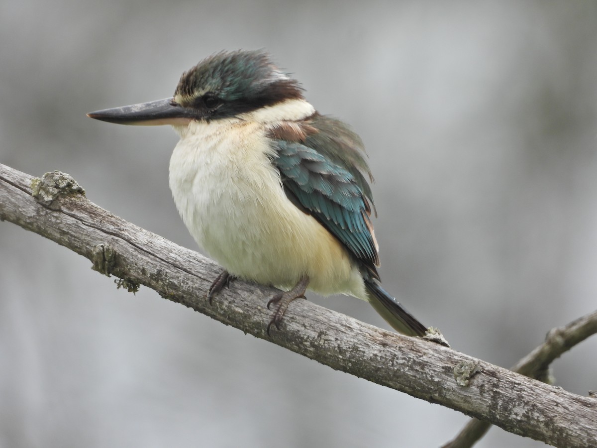 Sacred Kingfisher (Australasian) - ML644673567