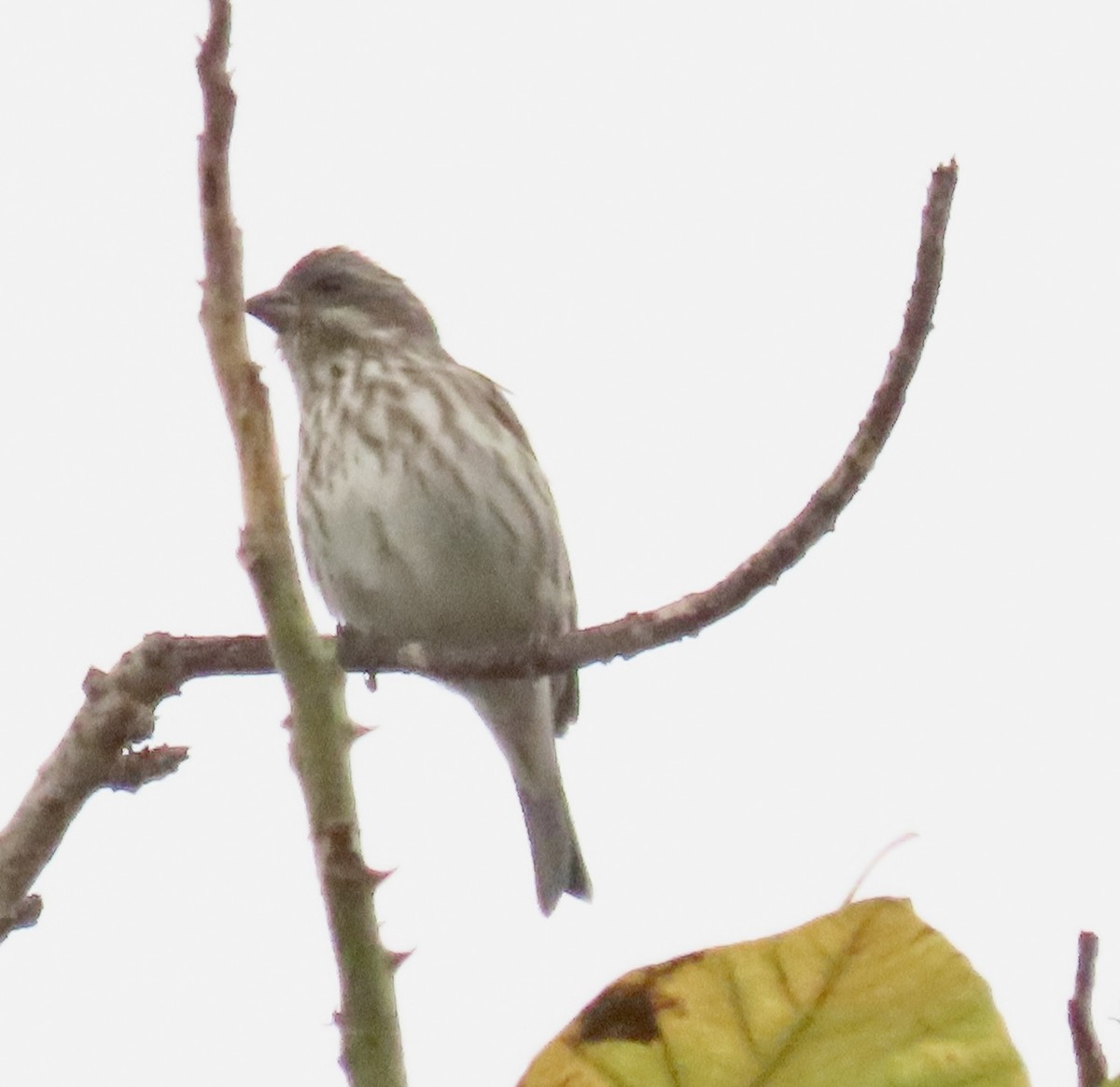 hýl nachový - ML644673568