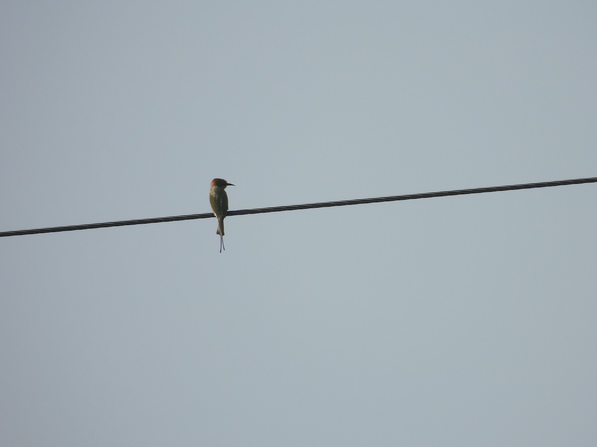 שרקרק חום כיפה - ML644673571