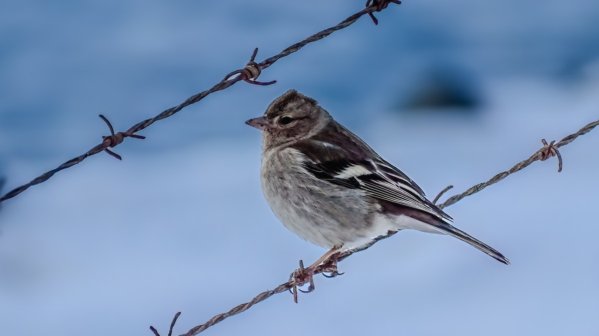 פרוש מצוי - ML644673584