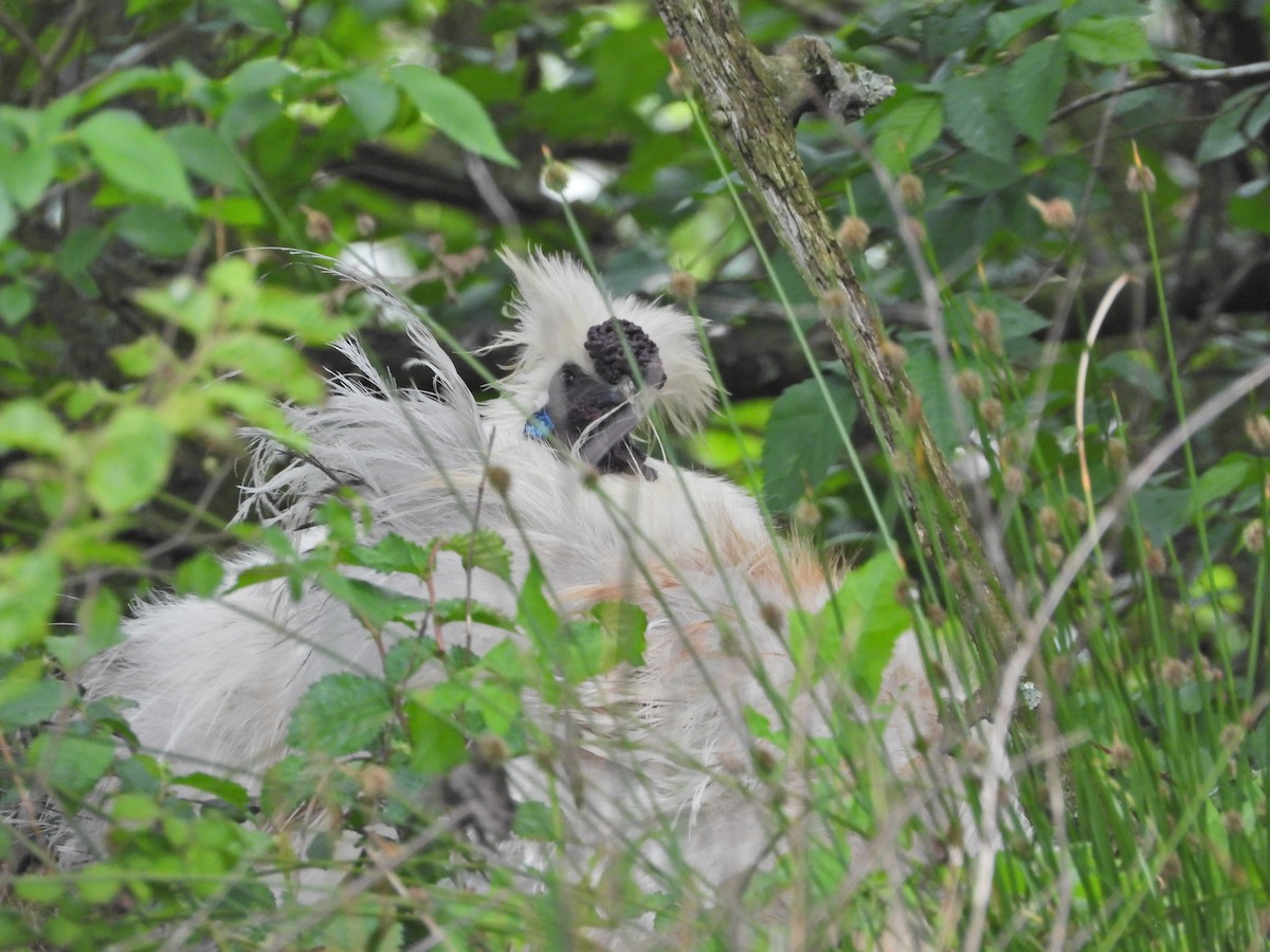 תרנגול בר (מבוית) - ML644673595