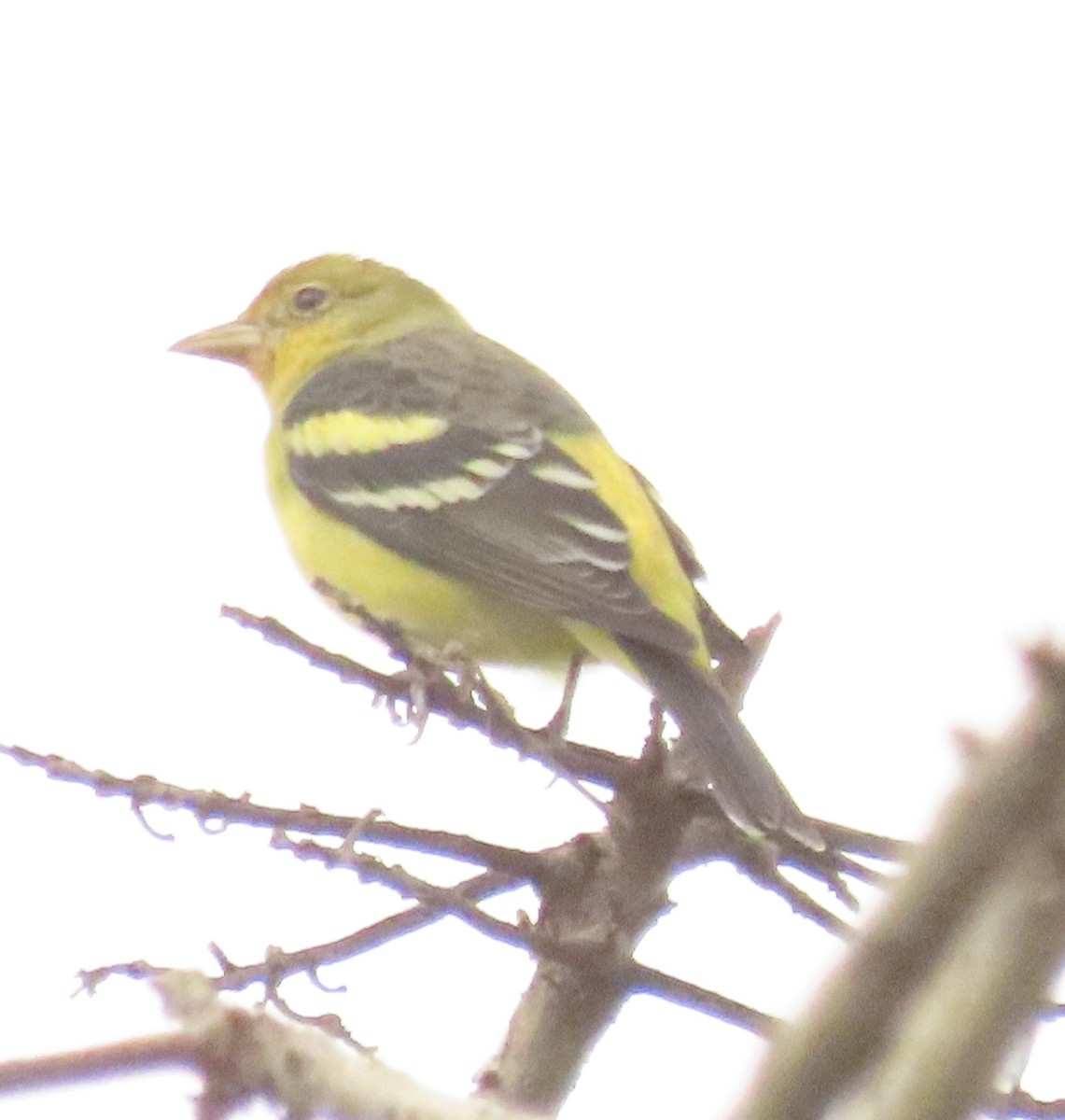 Western Tanager - ML644673597