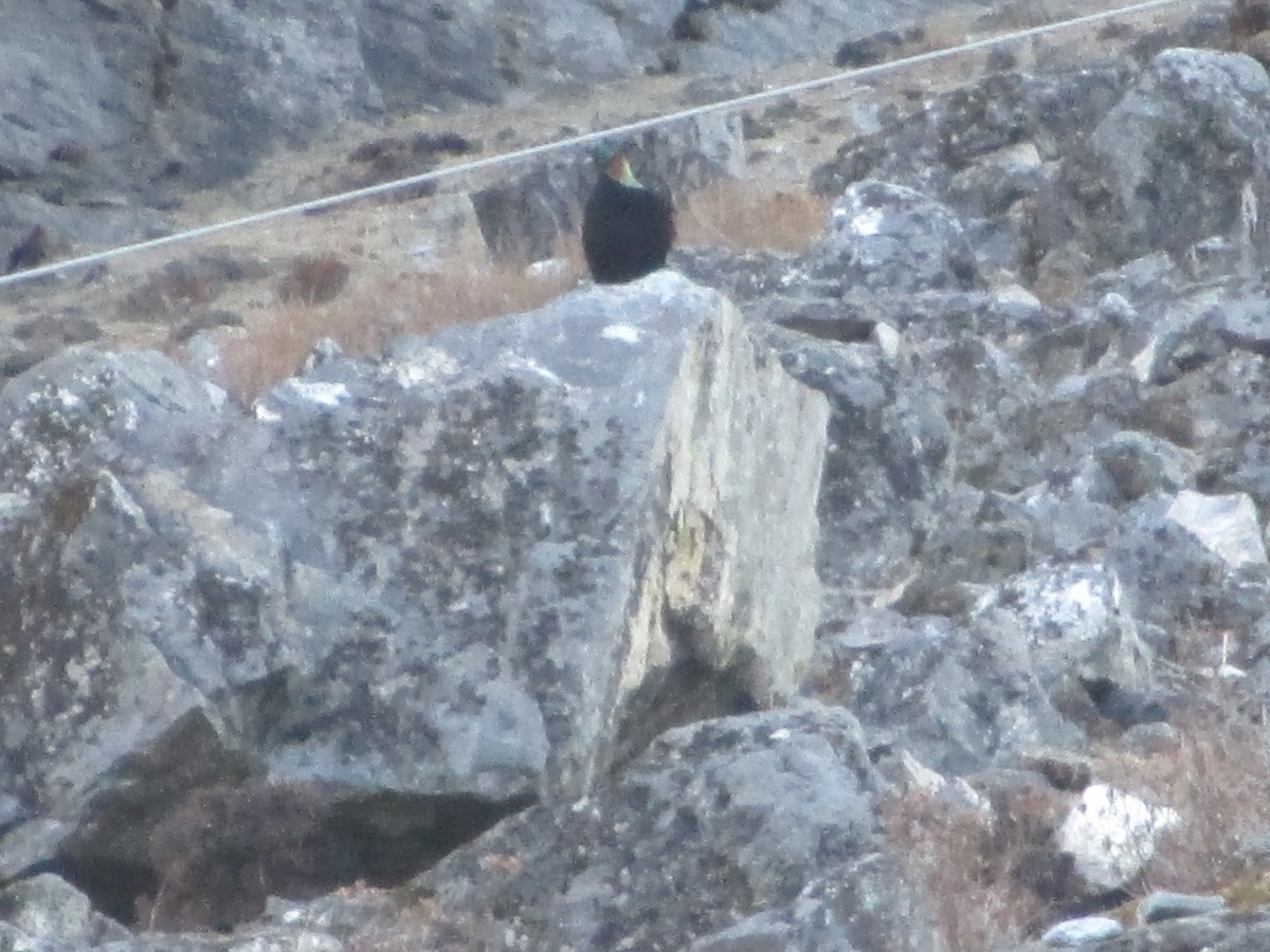 Lophophore resplendissant - ML644673602