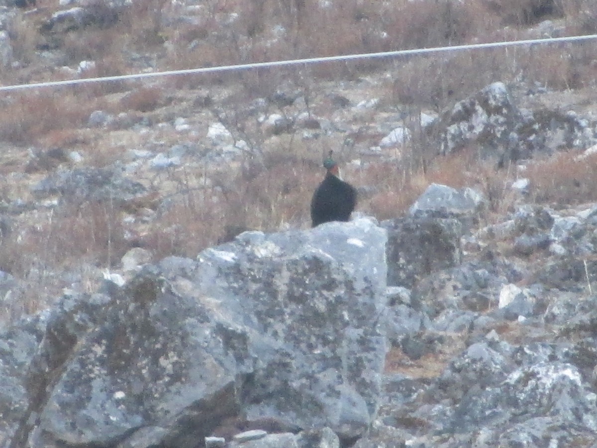 Lophophore resplendissant - ML644673603