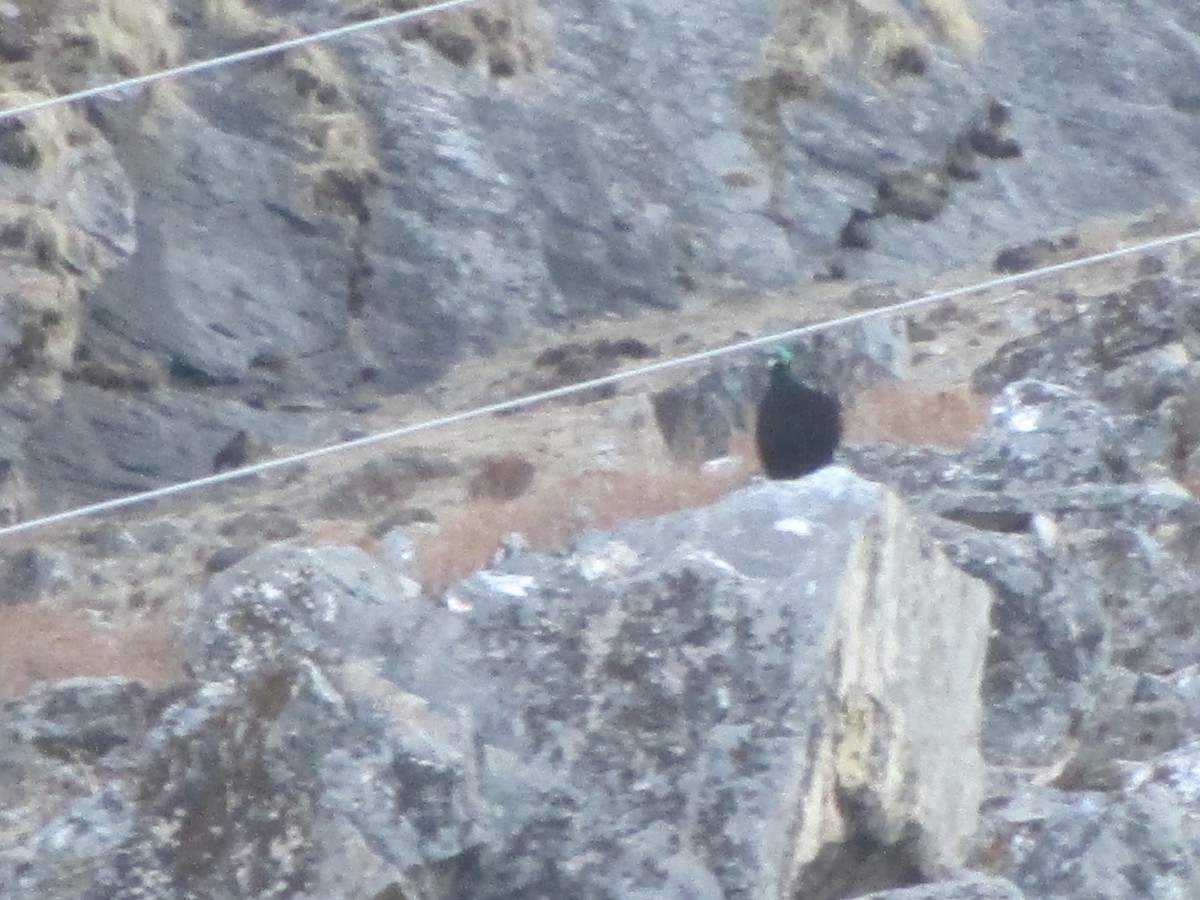 Lophophore resplendissant - ML644673605