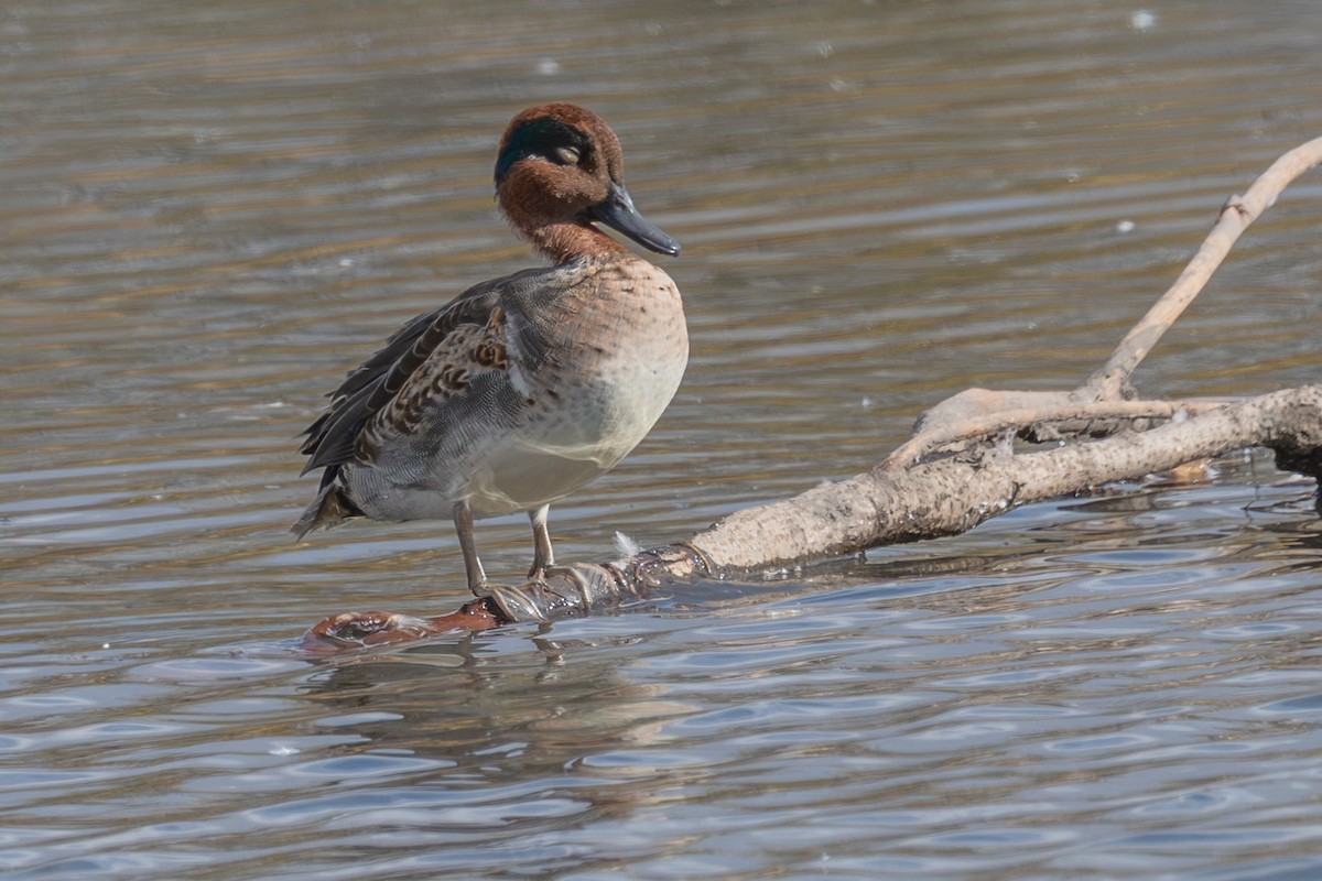 Çamurcun - ML644673606