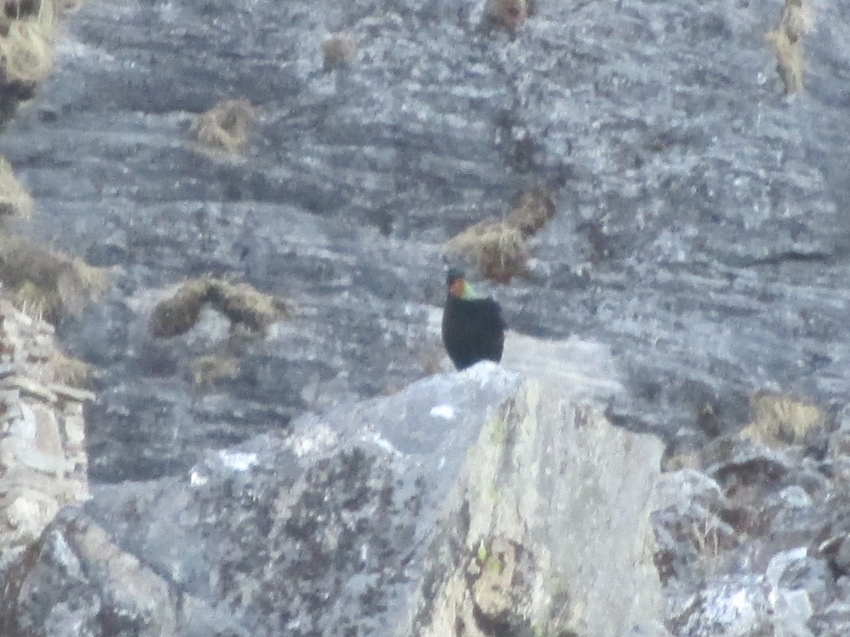 Lophophore resplendissant - ML644673607