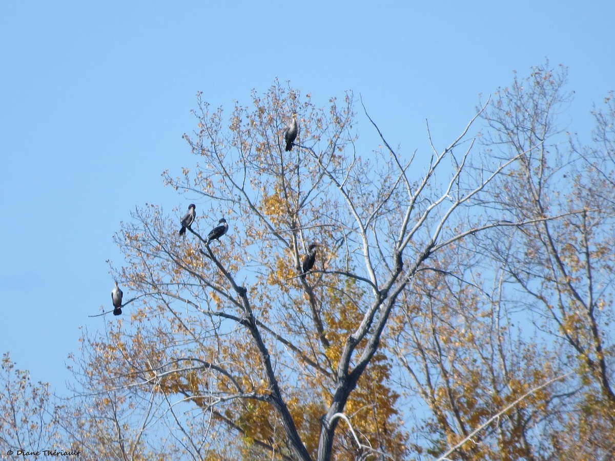 Double-crested Cormorant - ML644673610