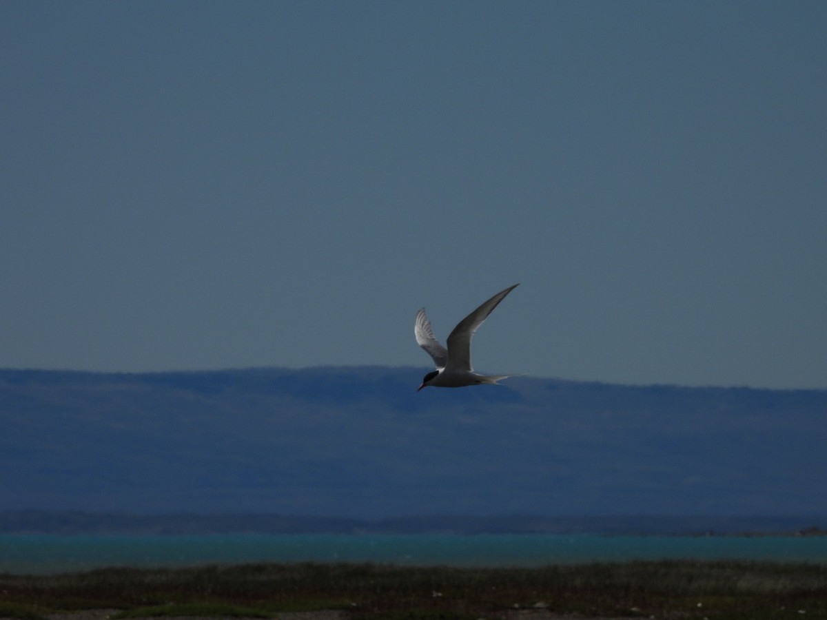 Falklandseeschwalbe - ML644673611