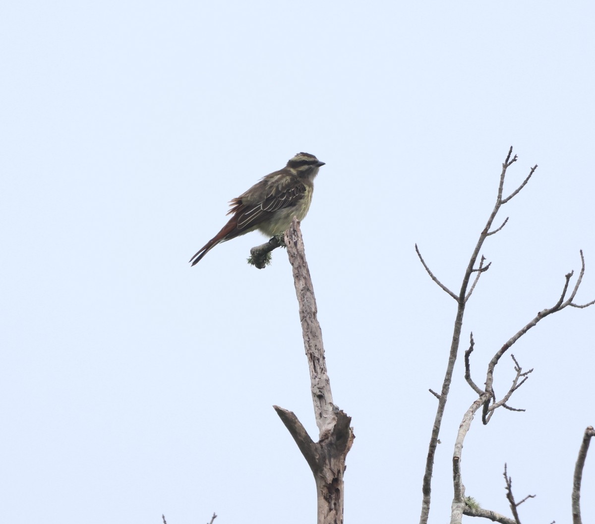 Tyran tacheté - ML644673612