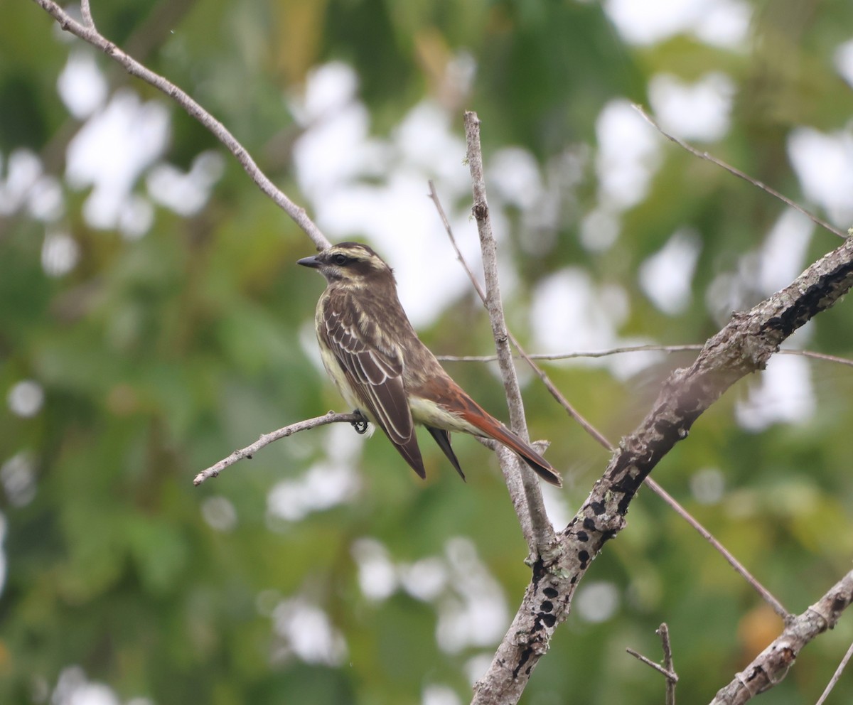 Tyran tacheté - ML644673614