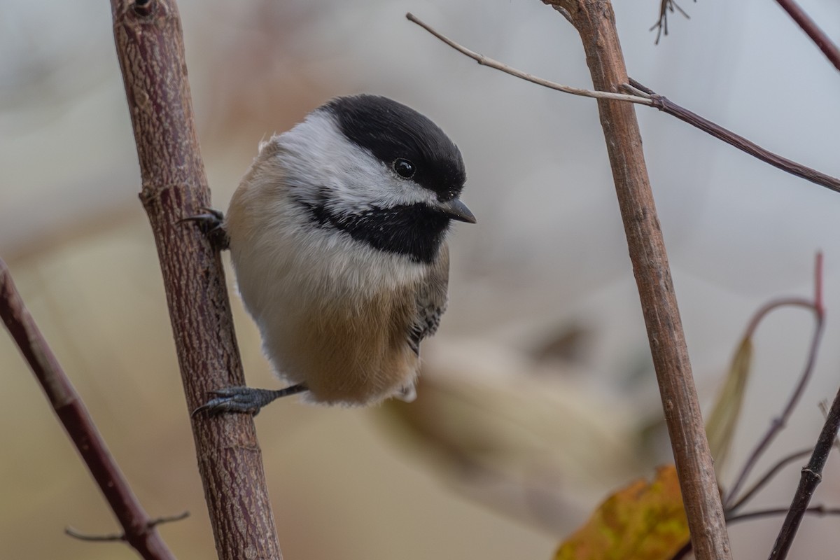 Black-capped Chickadee - ML644673621