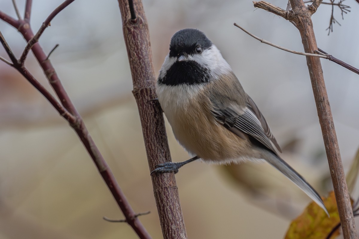 Black-capped Chickadee - ML644673622