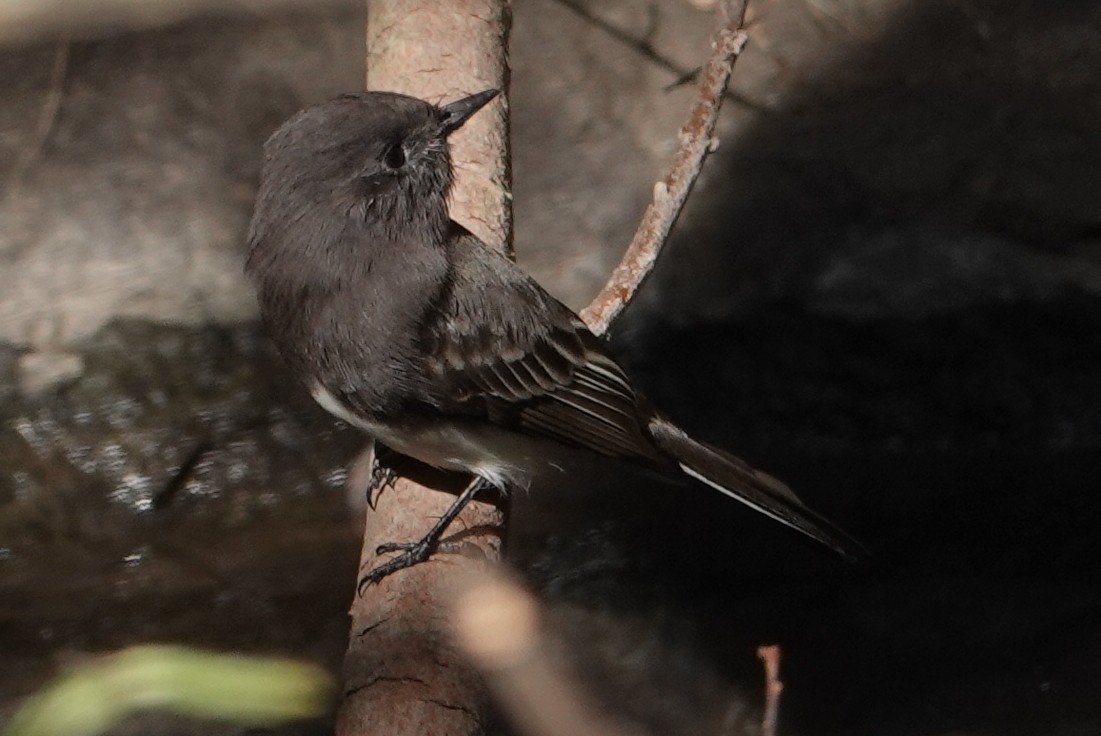 svartfibi - ML644673626