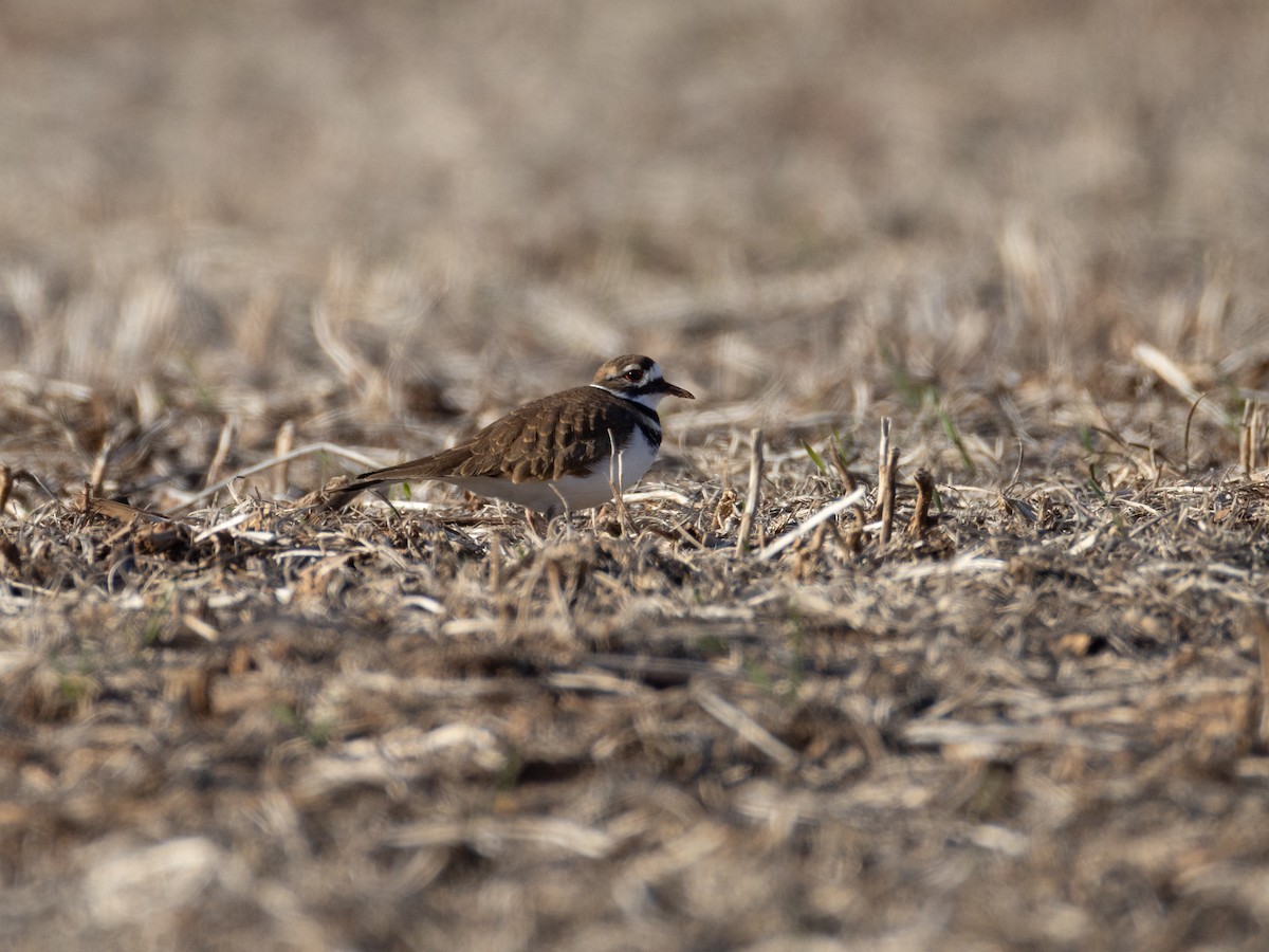Killdeer - ML644673630