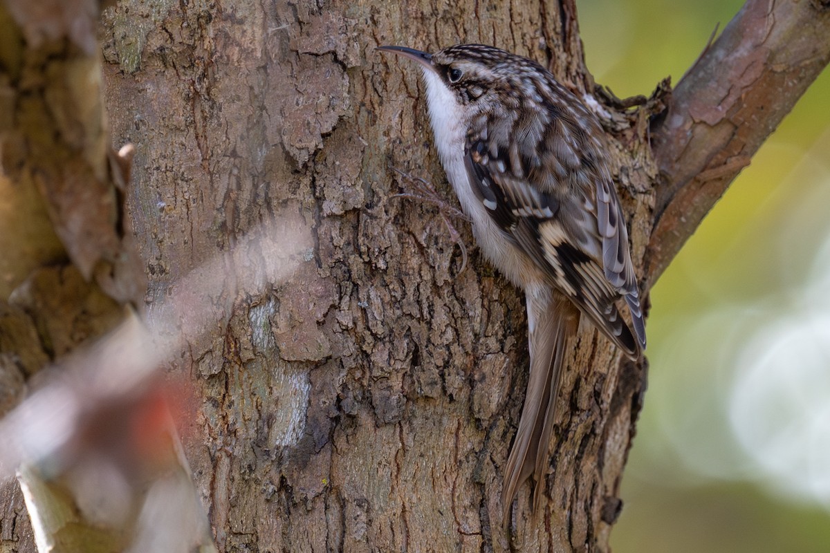 Brown Creeper - ML644673631
