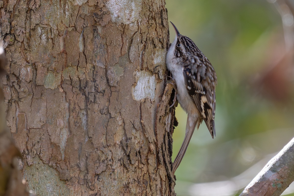 Brown Creeper - ML644673632