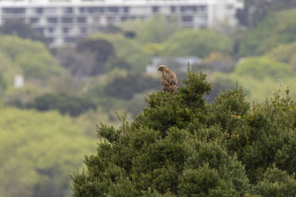 Buse variable - ML644673635