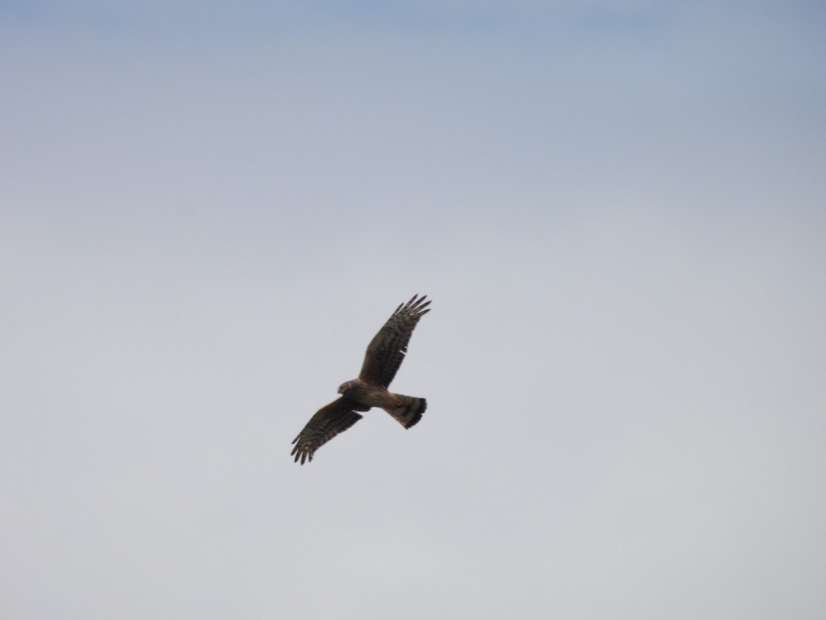 アンデスチュウヒ - ML644673636