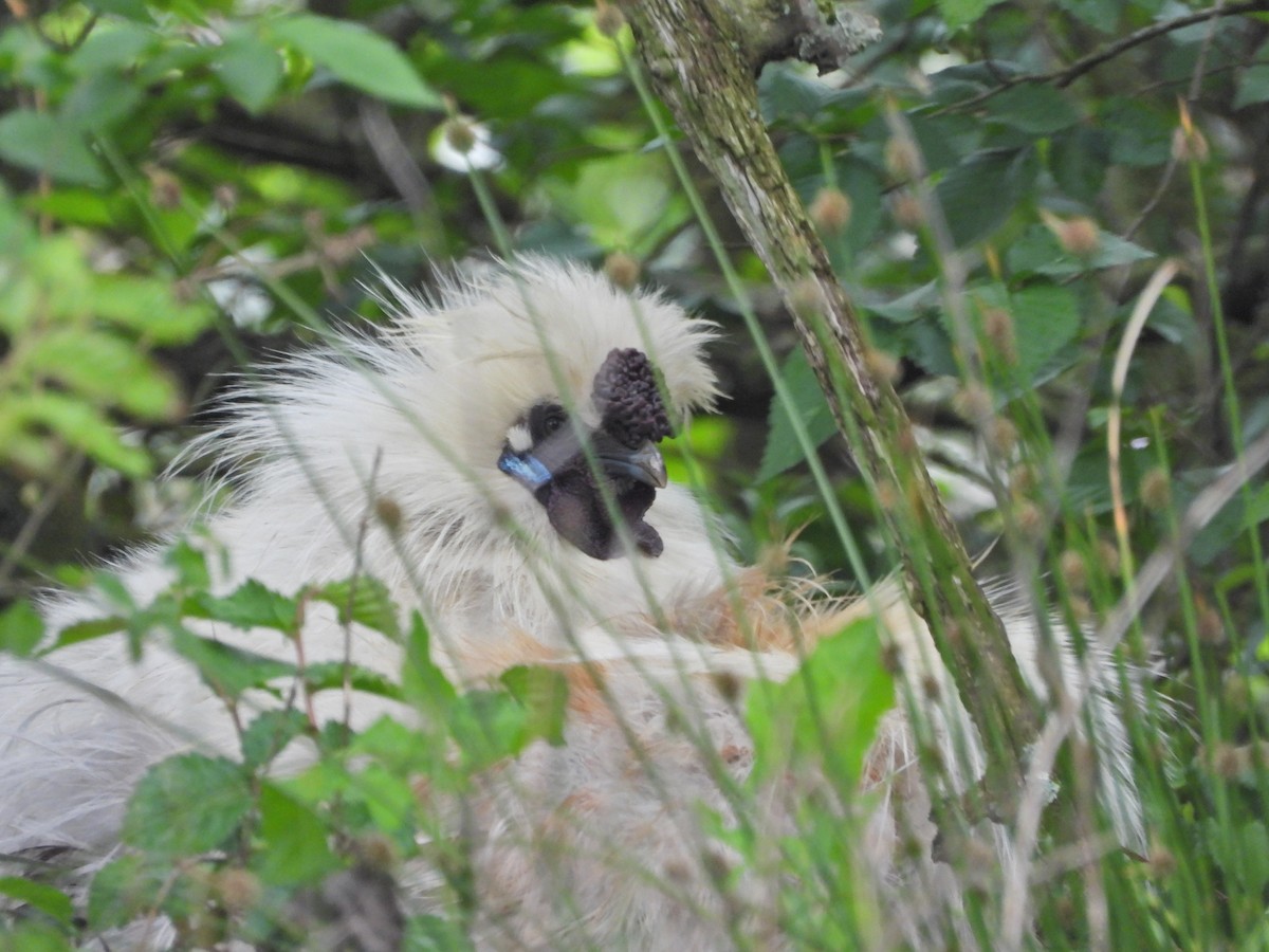 תרנגול בר (מבוית) - ML644673639