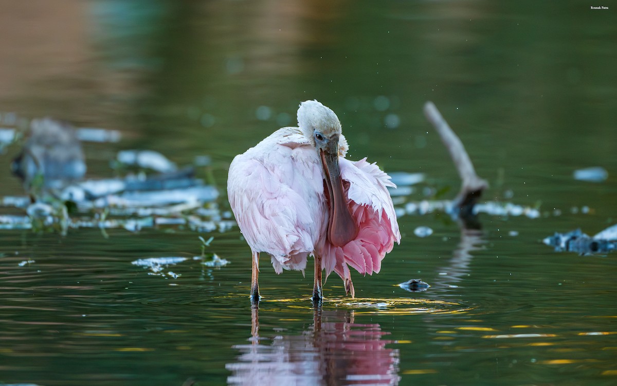 Rosalöffler - ML644673640