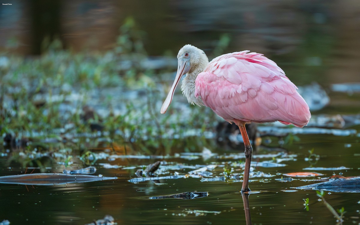 Rosalöffler - ML644673641