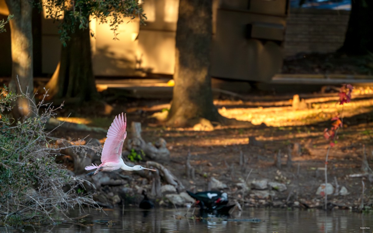 Rosalöffler - ML644673642