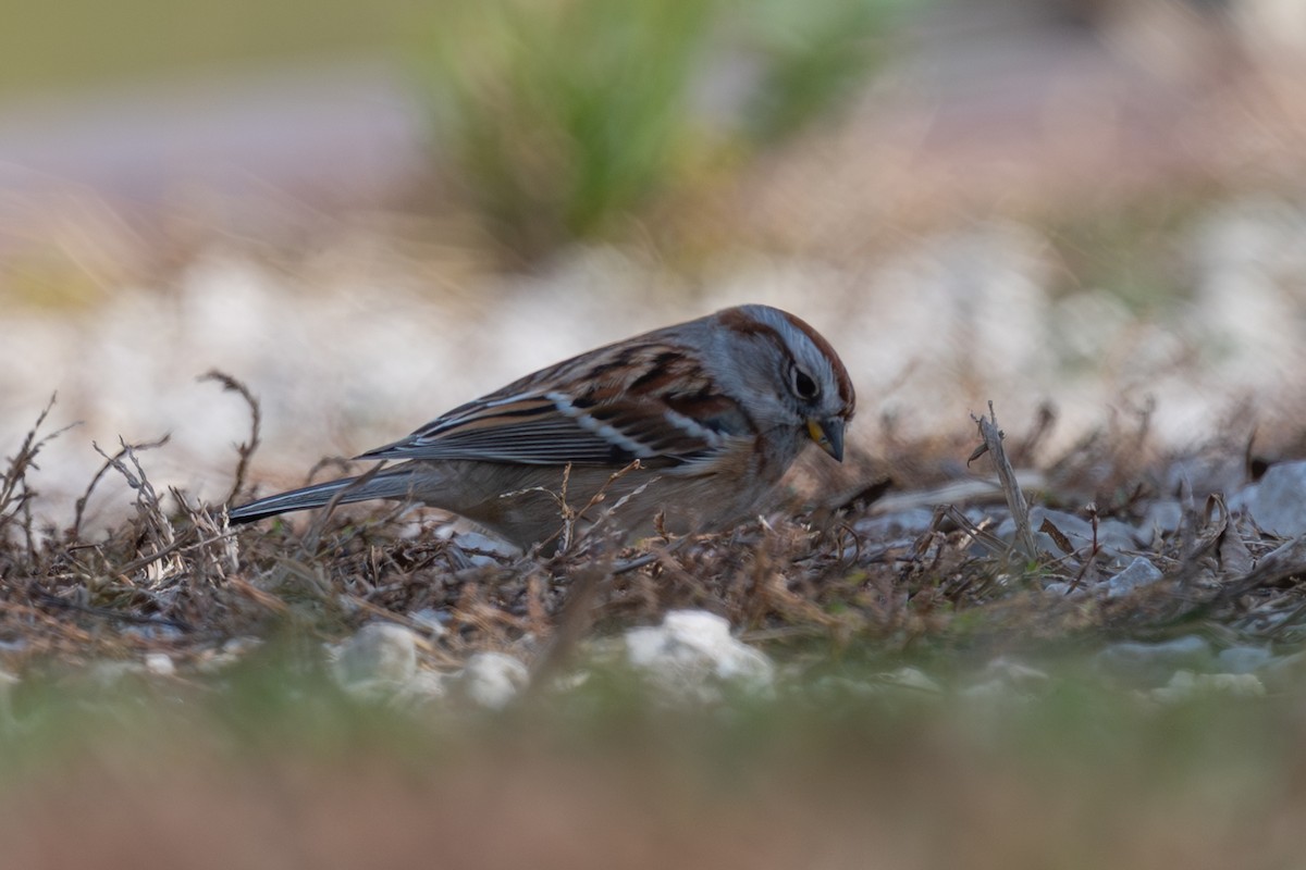 American Tree Sparrow - ML644673644