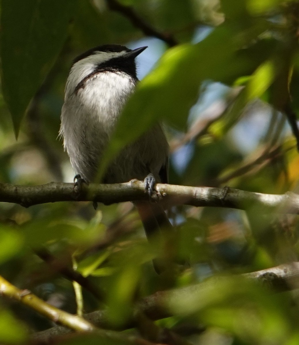 Chestnut-backed Chickadee - ML644673645