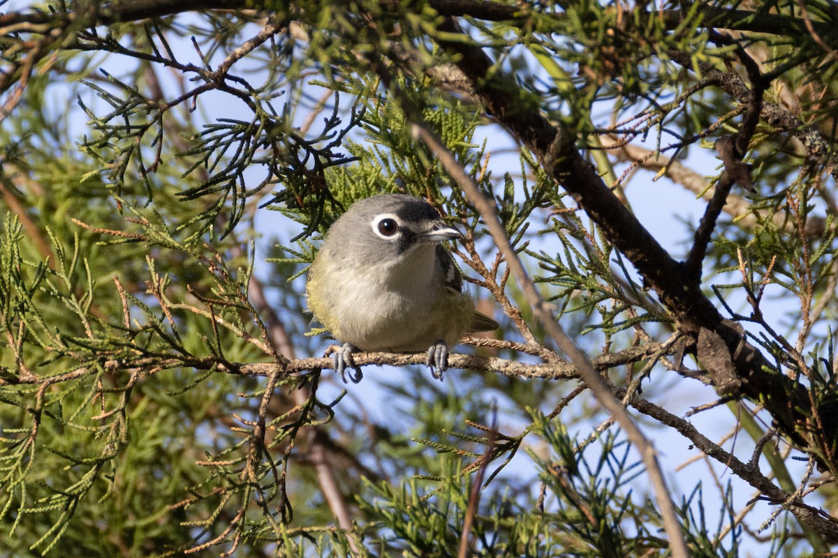 Blue-headed Vireo - ML644673653