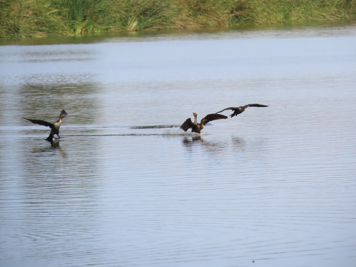 Double-crested Cormorant - ML644673654