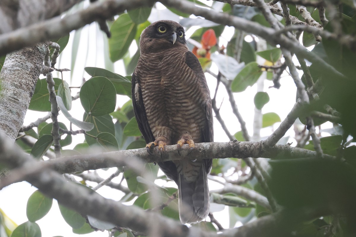 Kızıl Bubuk - ML644673655