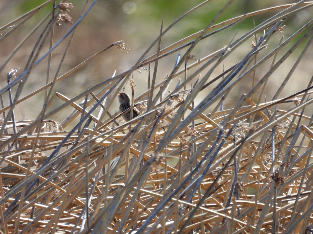 Pampazaunkönig - ML644673656